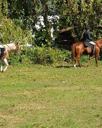 Голые наездницы совратили кучерявого конюха 17 фотография Голые наездницы совратили кучерявого конюха 17 фотография