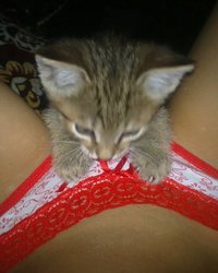 Любительница котов резво оголяется 2 фотография Любительница котов резво оголяется 2 фотография